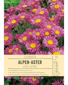 Sortenschild, Aster alpinus