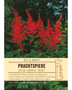 Sortenschild, Astilbe Japonica-Hybr. 'Erfurt'