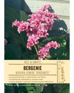 Sortenschild, Bergenia Hybride 'Morgenr?te'