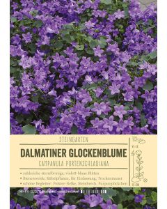 Sortenschild, Campanula portenschlagiana