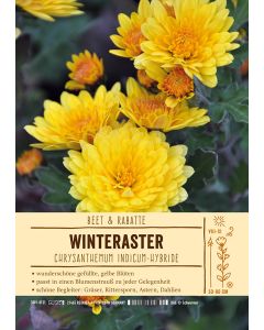 Sortenschild, Chrysanthemum Indicum