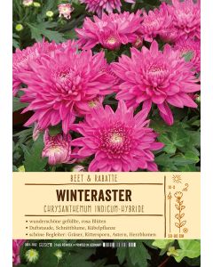 Sortenschild, Chrysanthemum Indicum