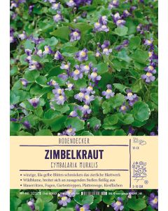 Sortenschild, Cymbalaria muralis