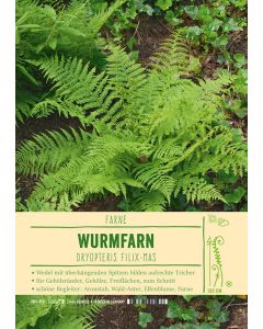 Sortenschild, Dryopteris filix-mas