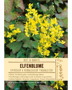Sortenschild, Epimedium x perralchicum 'Frohnleiten'
