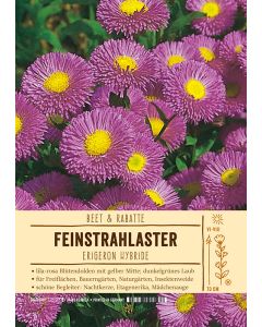 Sortenschild, Erigeron Hybride