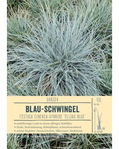 Sortenschild, Festuca Cinerea 'Elijah Blue'