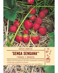 Sortenschild, Fragaria x Ananassa 'Senga Sengana'