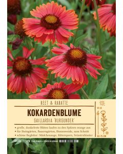 Sortenschild, Gaillardia Hybride 'Burgunder'