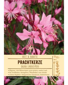 Sortenschild, Gaura lindheimeri