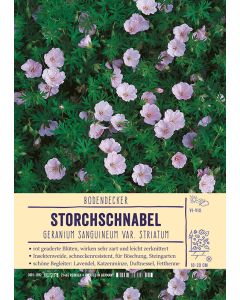 Sortenschild, Geranium sangui. var. striatum
