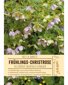 Sortenschild, Helleborus Orientalis-Hybriden Mischung