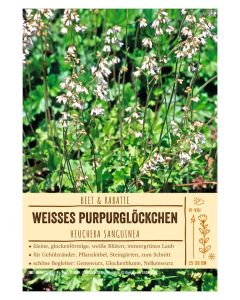 Sortenschild, Heuchera sanguinea
