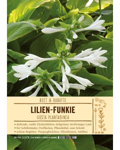 Sortenschild, Hosta plantaginea