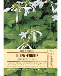 Sortenschild, Hosta Plantaginea-Hybride 'Royal Standard'
