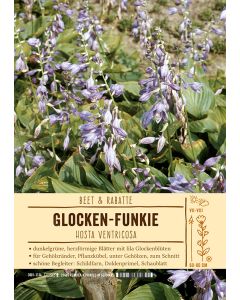 Sortenschild, Hosta ventricosa