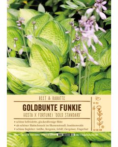 Sortenschild, Hosta x fortunei 'Gold Standard'