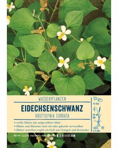 Sortenschild, Houttuynia cordata