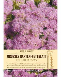 Sortenschild, Sedum spectabile 'Carmen'