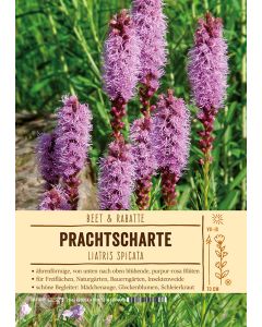 Sortenschild, Liatris spicata