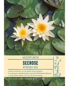 Sortenschild, Nymphaea alba