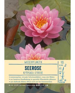 Sortenschild, Nymphaea Hybride
