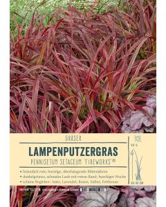 Sortenschild, Pennisetum setaceum 'Fireworks'¸