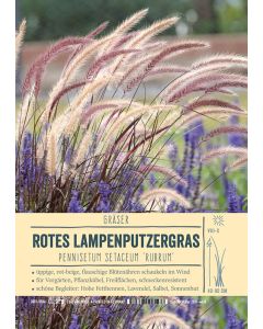 Sortenschild, Pennisetum setaceum 'Rubrum'