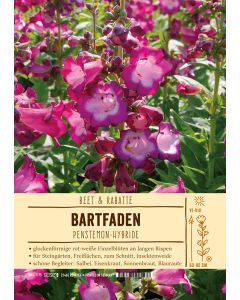 Sortenschild, Penstemon Hybride