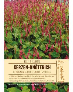 Sortenschild, Bistorta amplexicaulis 'Speciosa'