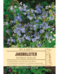 Sortenschild, Polemonium caeruleum