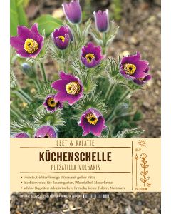 Sortenschild, Pulsatilla vulgaris