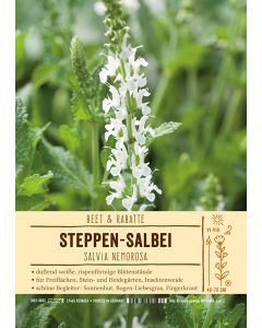 Sortenschild, Salvia nemorosa