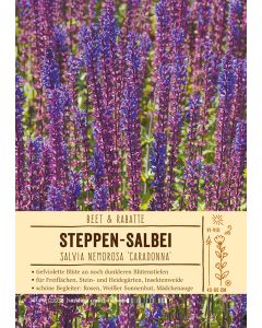 Sortenschild, Salvia nemorosa 'Caradonna'