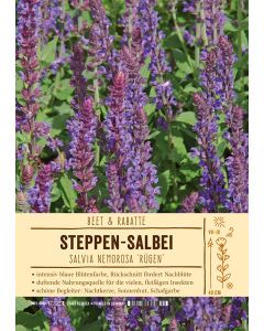 Sortenschild, Salvia nemorosa 'Rügen'