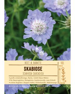 Sortenschild, Scabiosa caucasica