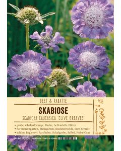 Sortenschild, Scabiosa caucasica 'Clive Greaves'
