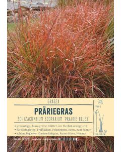 Sortenschild, Schizachyrium scoparium Prairie Blues