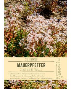 Sortenschild, Sedum album 'Murale'