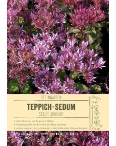 Sortenschild, Sedum spurium