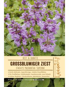 Sortenschild, Stachys grandiflora 'Superba'