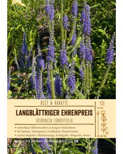 Sortenschild, Veronica longifolia