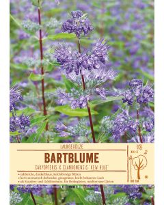 Sortenschild, Caryopteris x clandonensis 'Kew Blue'
