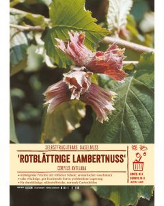 Sortenschild, Corylus maxima 'Rotblättrige Lambertnuss'