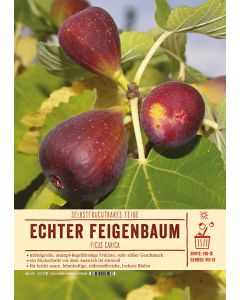 Sortenschild, Ficus carica