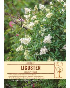 Sortenschild, Ligustrum vulgare