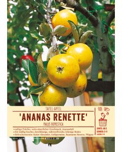 Sortenschild, Malus domestica 'Ananas Renette'