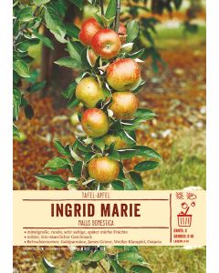 Sortenschild, Malus domestica Ingrid Marie