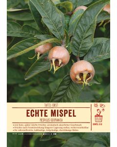 Sortenschild, Mespilus germanica
