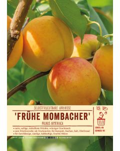 Sortenschild, Prunus armeniaca 'Frühe Mombacher'